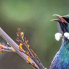 The song battles of the New Zealand tūī
