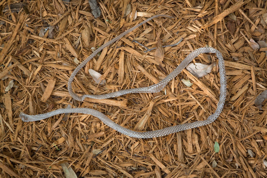 Snake Skin | Snake Skin, My Backyard, Tampa, Florida Please … | Flickr