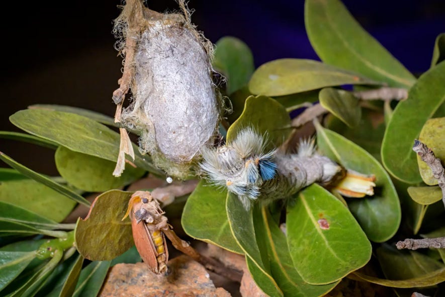 Borocera cajani Vinson, 1863 family Lasiocampidae. Adult moth, caterpillar and cocoon. Photo credit Matthew Scott