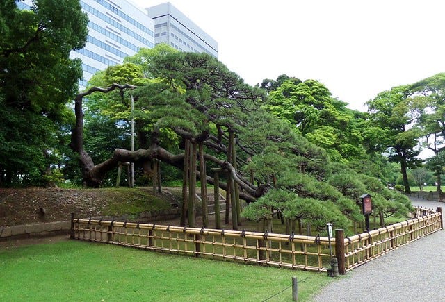 300 Year Old Pine side view 300 Year Old Pine side view