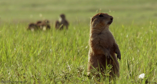 Head Like an Orange — Black-tailed prairie dog (North America -...