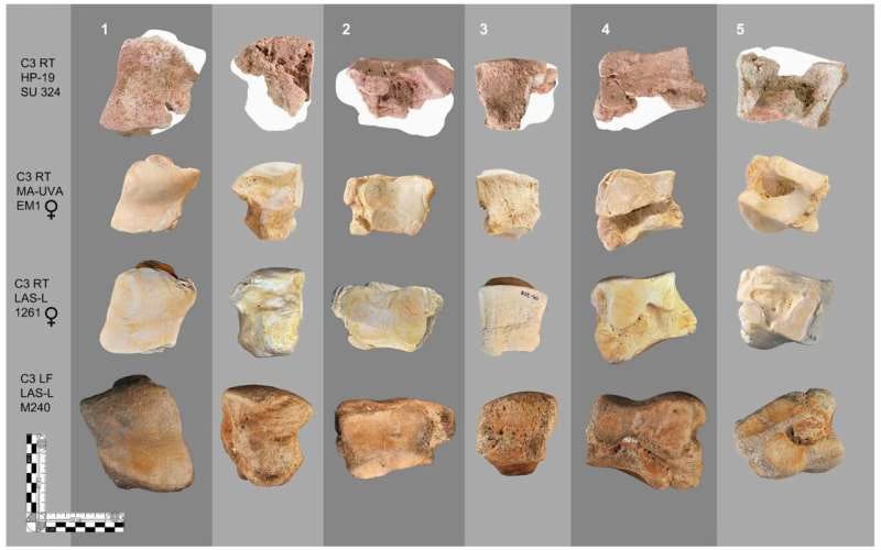 comparison of the elephant wrist bone excavated from Cordoba and its comparison to both elephant and mammoth writs bones at all angles comparison of the elephant wrist bone excavated from Cordoba and its comparison to both elephant and mammoth writs bones at all angles