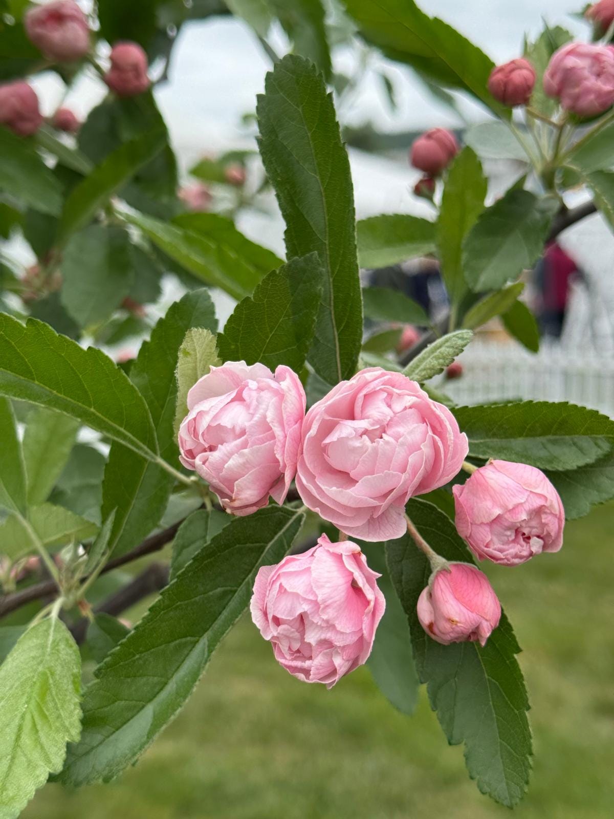 8 plants you must grow from the Malvern Spring Festival