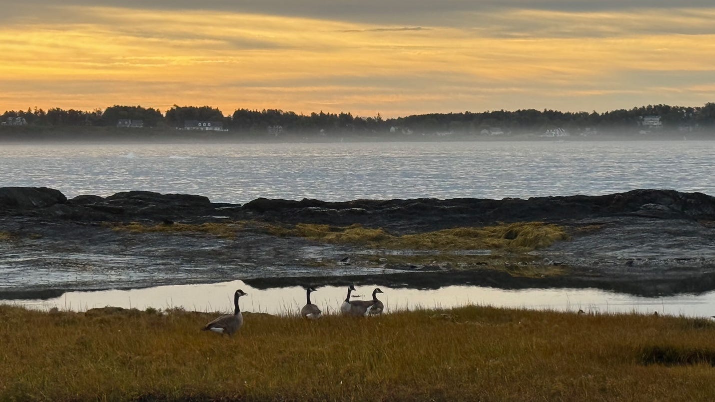 A group of geese in a field by a body of water

AI-generated content may be incorrect.