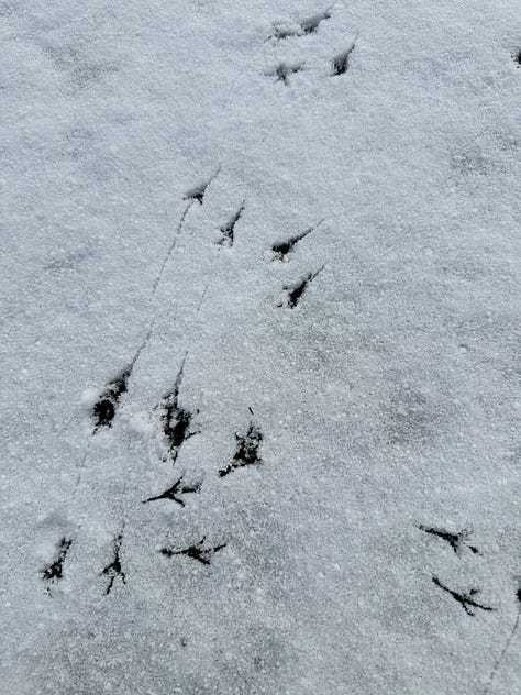 bird tracks in a thin layer of snow