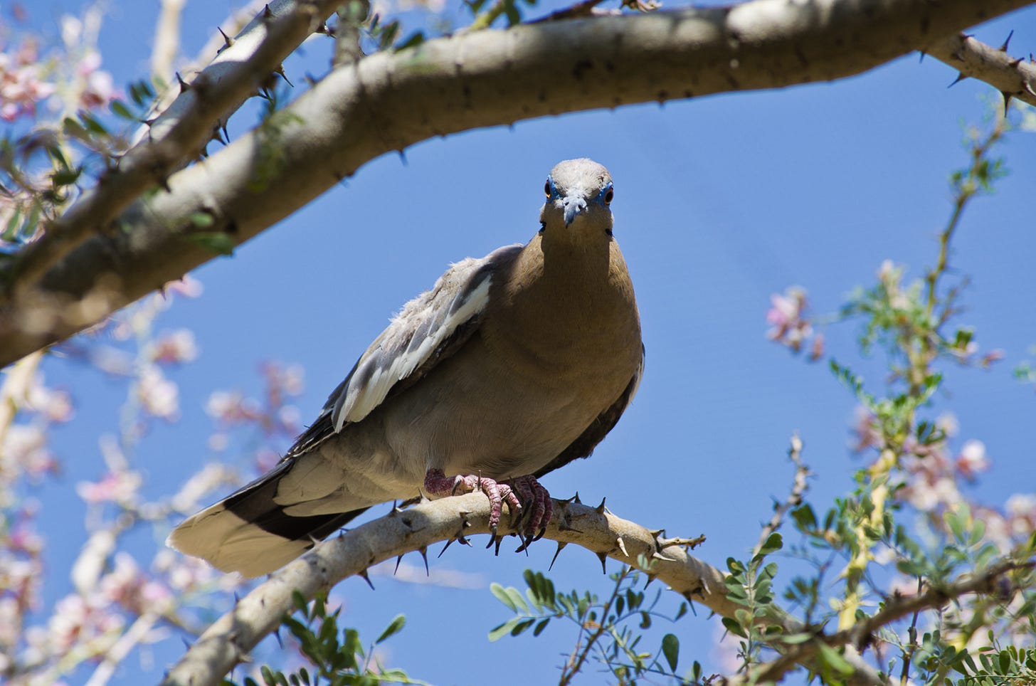 Close up of a bird standing on a thorny tree branch.
