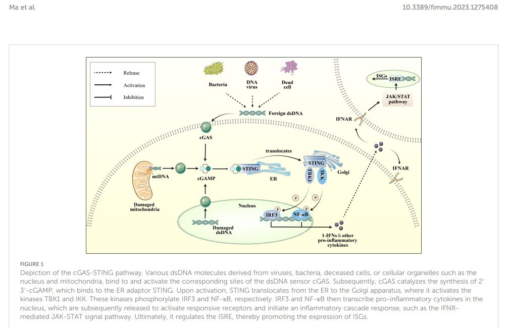 Der heiße Scheiß Teil 3 – Kann dsDNA alleine bereits Schlaganfälle auslösen?