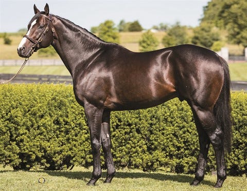 Kentucky's Commercial Stallions for 2026