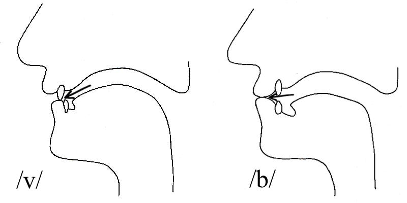 v/ vs /b/ - The Sound of English