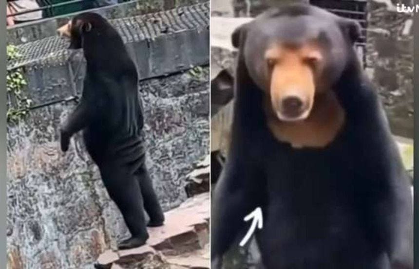 Scots zoo confirms bear is real after China Hangzhou Zoo ‘human in bear suit’ allegations