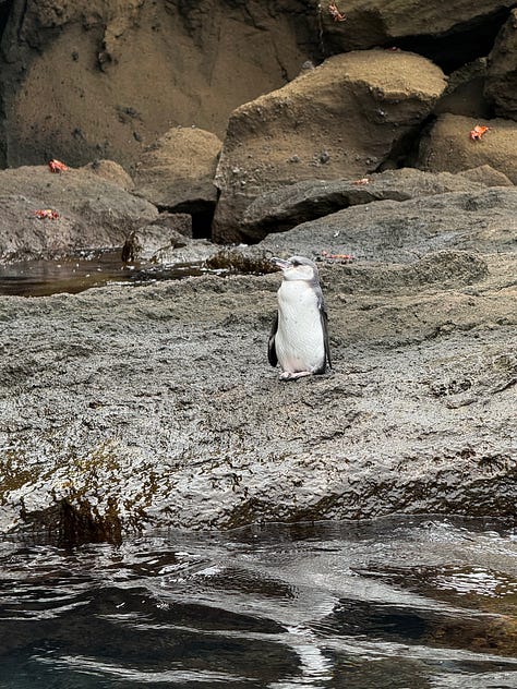 Animal pictures from the Galapagos