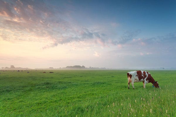 Image result for pasture Image result for pasture