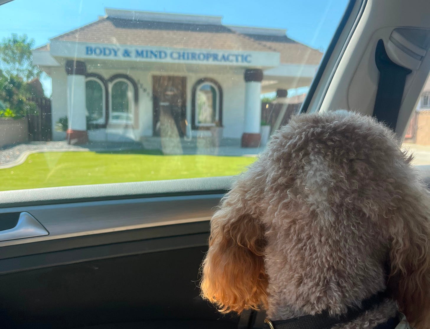 Bob Ross is a brown and white mini goldendoodle with a squirrel bandana. He looks out the car window at a bungalow that has a huge sign "BODY & MIND CHIROPRACTIC"