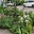 Where the Sidewalk Blooms's avatar