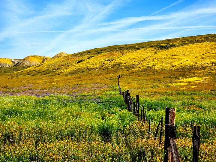 Fields and hills covered in grass and many colors of wildflowers, patched together under semi-clear skies