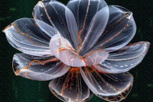 Visualization of the microscopic "DNA flowers" made by Ronit Freeman in the Freeman Lab at UNC.