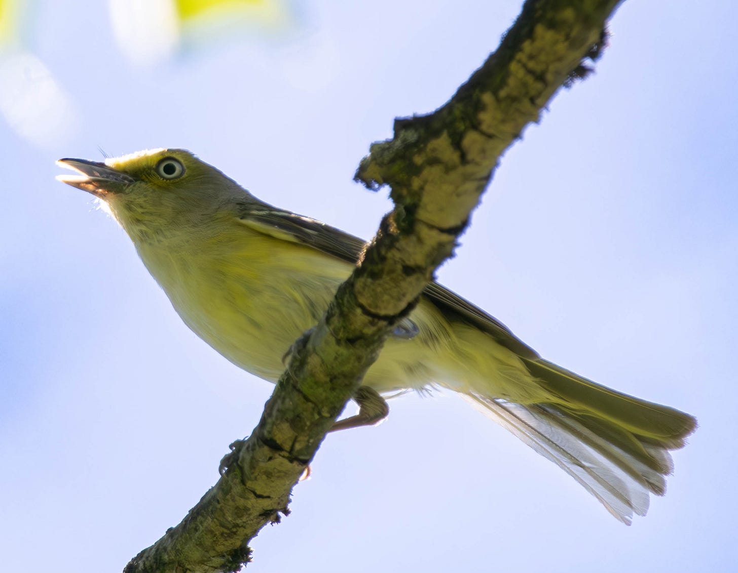 a small, white-eyed bird with yellowish underbelly and gray wings and tail perches on a branch