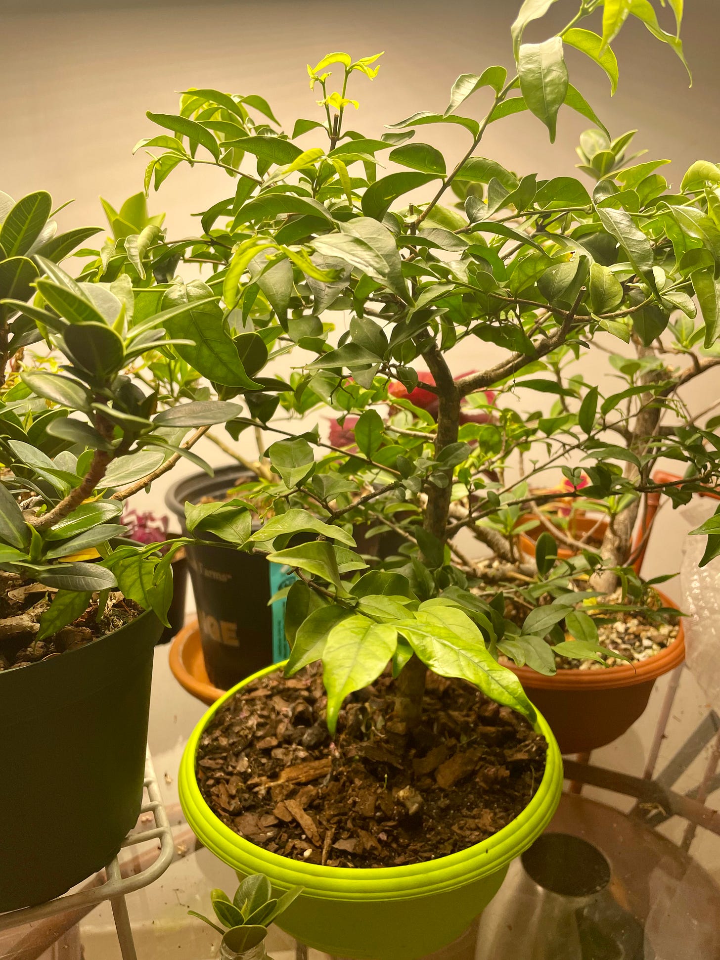 ID: Photo of overgrown water jasmine pre bonsai tree on my indoor tropical tree table, surrounded by other trees.