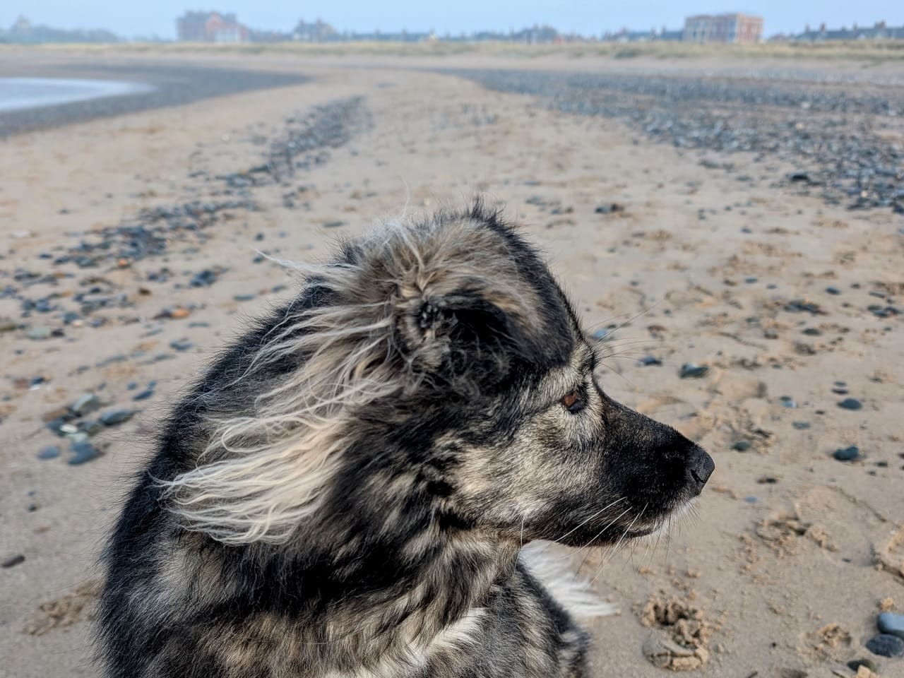 Mera on the beach in Fleetwood Mera on the beach in Fleetwood