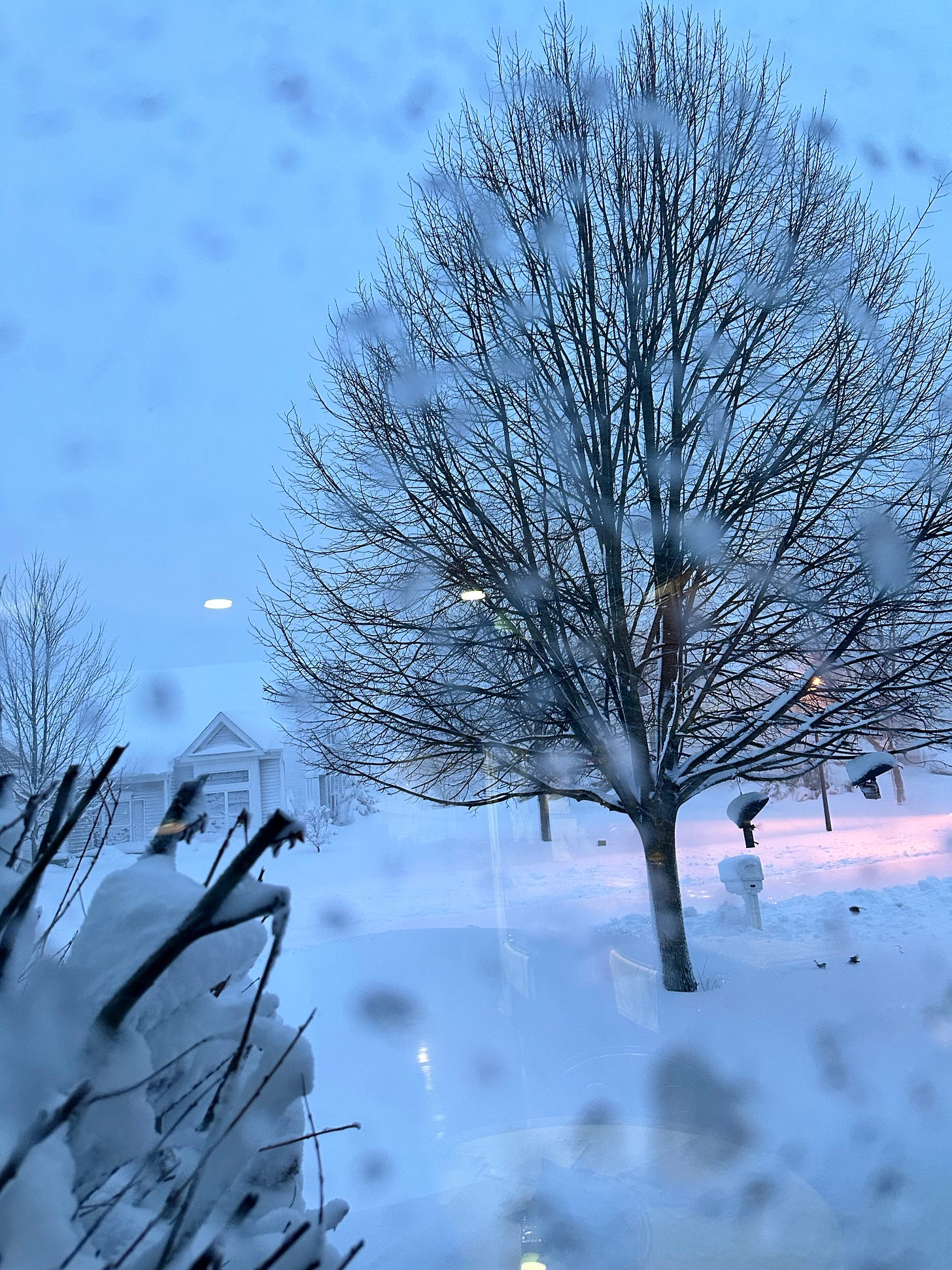 dark tree and shrub branches and white snow, seen through a snow-flecked window pane