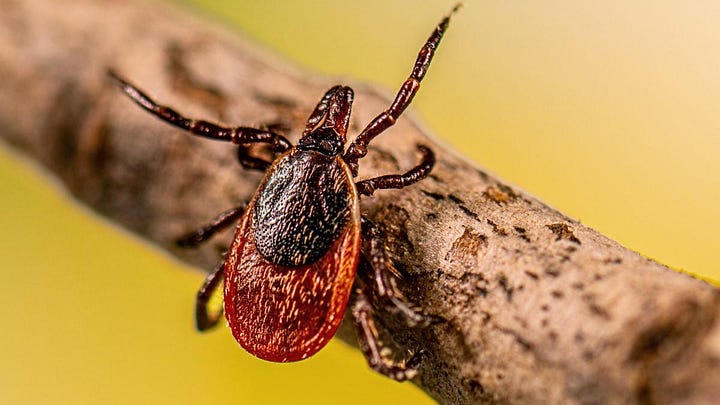 dog tick (green back ground) - lone star tick (red) - black legged tick (black background) - Western black legged tick (on stick)  - 