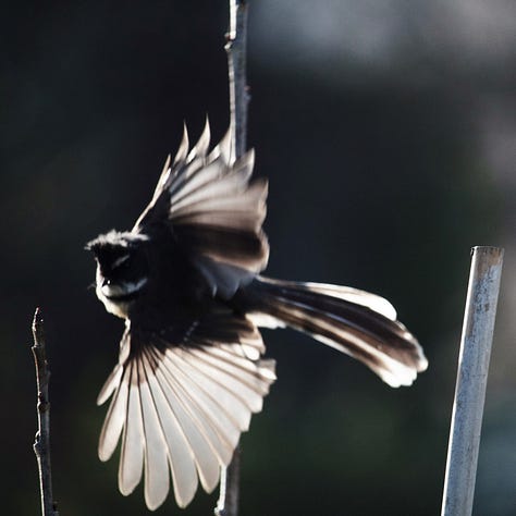 Three images of a fantail flying or perching on wood pile.