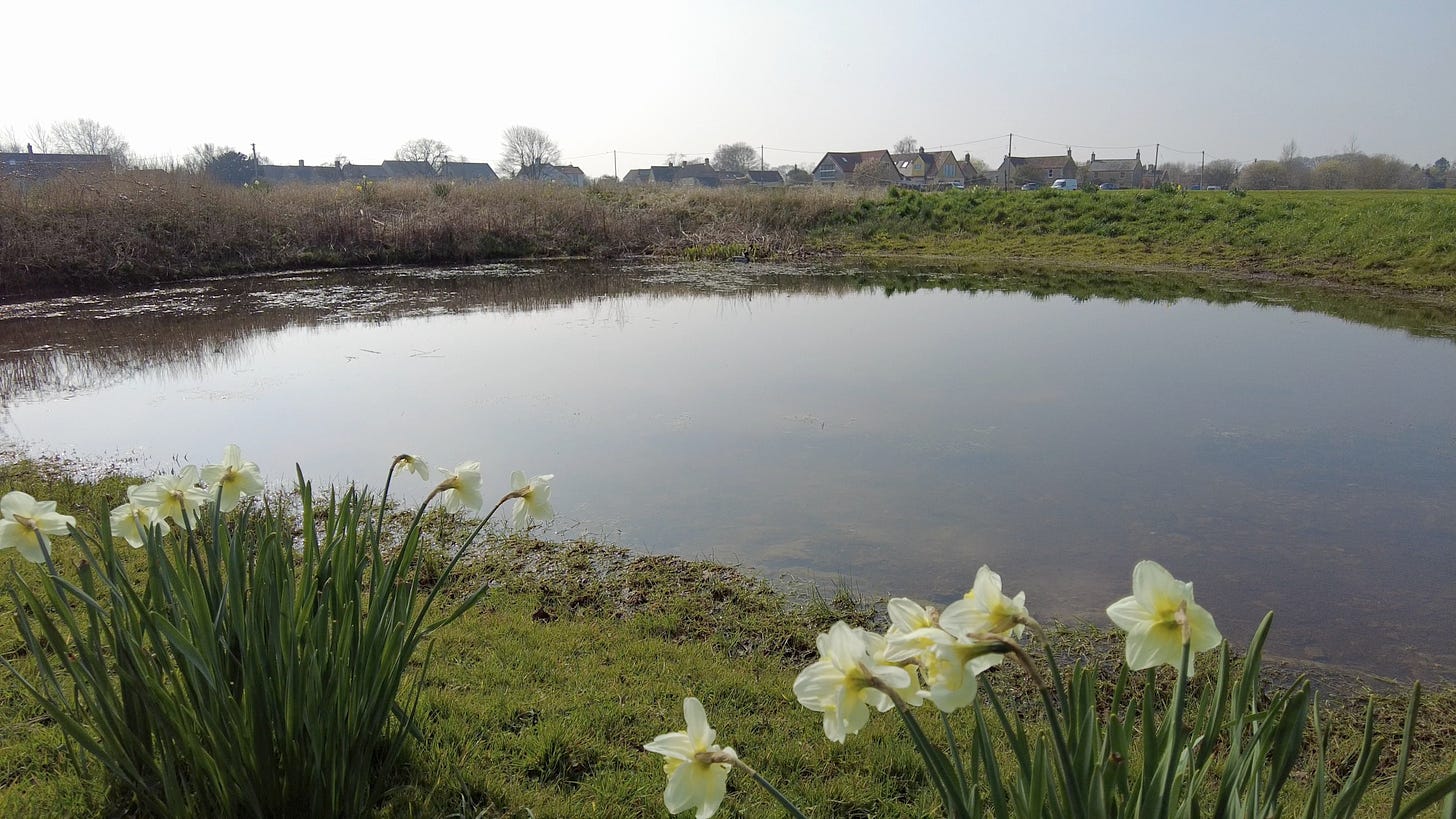 A pond at Broughton Gifford on the Common. In front are spring flowers.