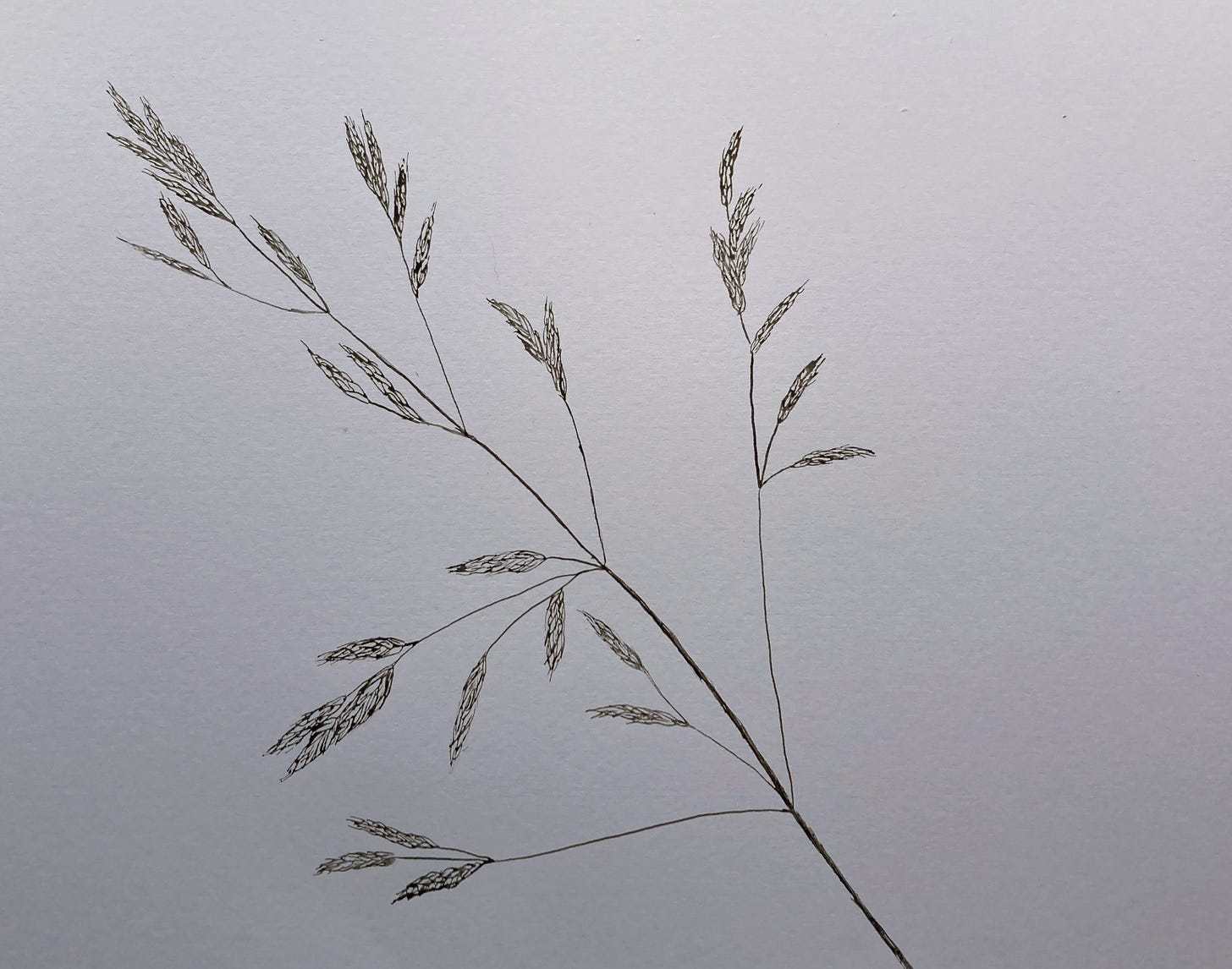 Ink drawing of seed head of prairie grass, Bromus catharticus