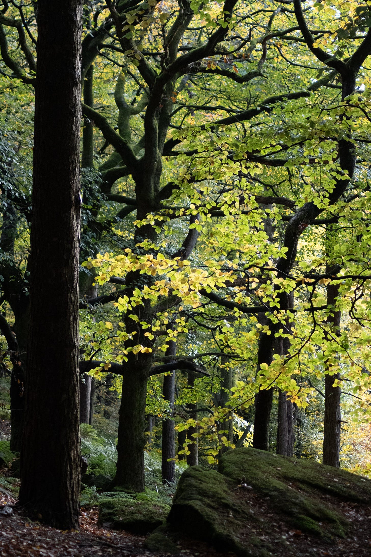hardcastle crags - foul scout wood
