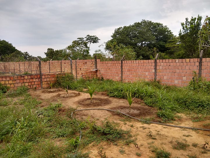 Images of lettuce, vegetables, and newly planted coconut trees