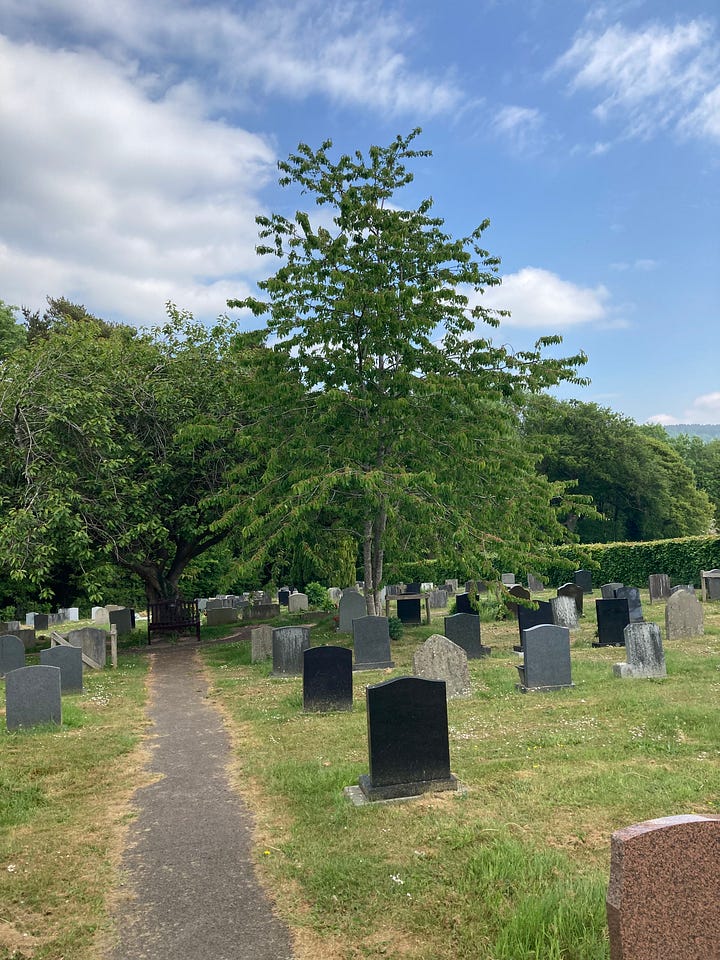 The two images depict a tree upon a grave. The second photograph is a closer shot.