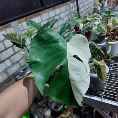 Monstera Albo Halfmoon Variegated One Leaf - Picture 1 of 4