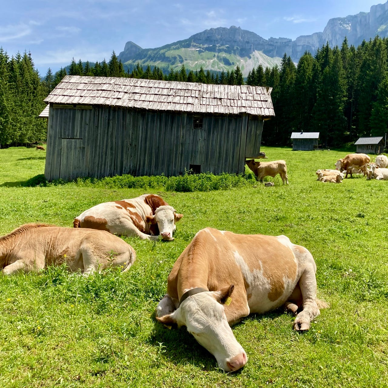 Accidentally Austrian