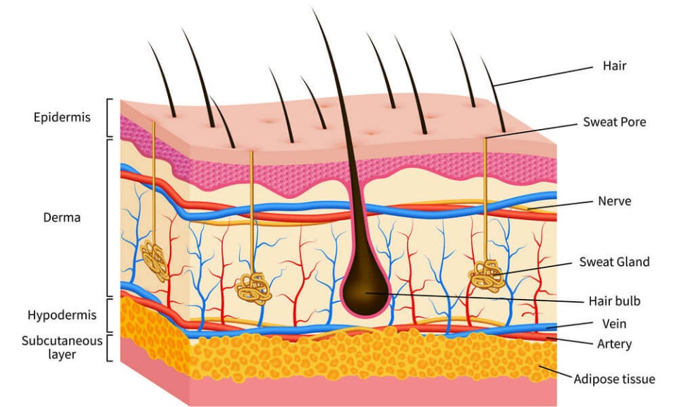 Skin Anatomy 101 - The Dermatology Specialists