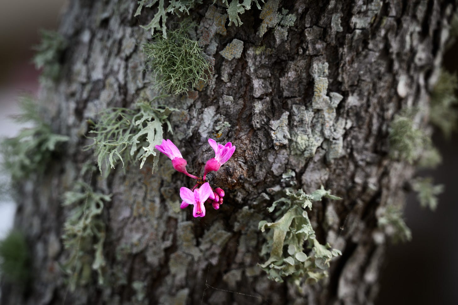 A redbud tree sprouts a tiny bloom against the rough bark of the three amid  tufts of lichen