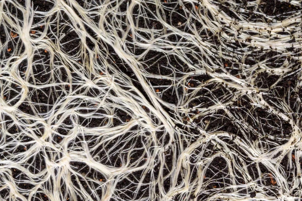 Natural agent networks forming higher-order coordination.
