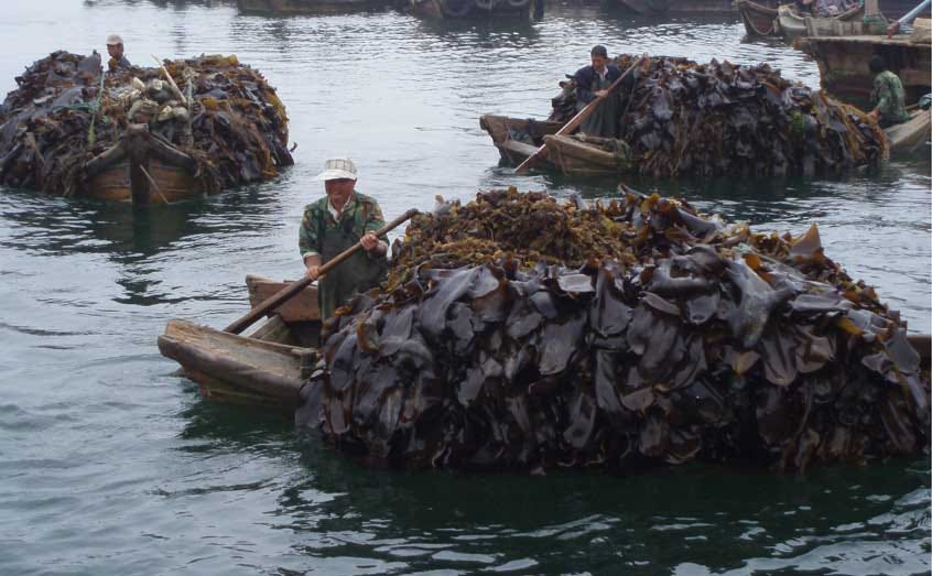 GlobalSeaweed — Scottish Association for Marine Science, Oban UK