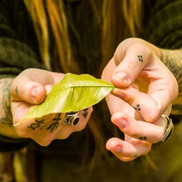 Blood and Spicebush logo