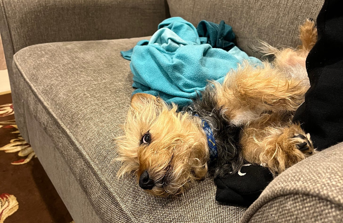A tan and black terrier lying on a couch giving major side eye