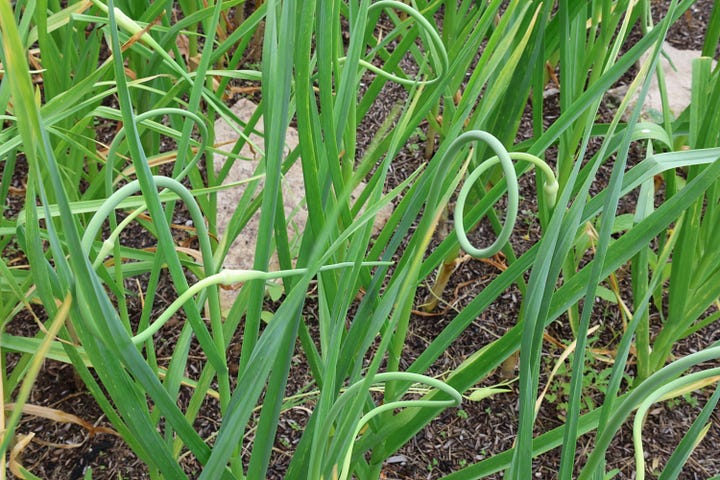 garlic plants with curly scapes as the main stem