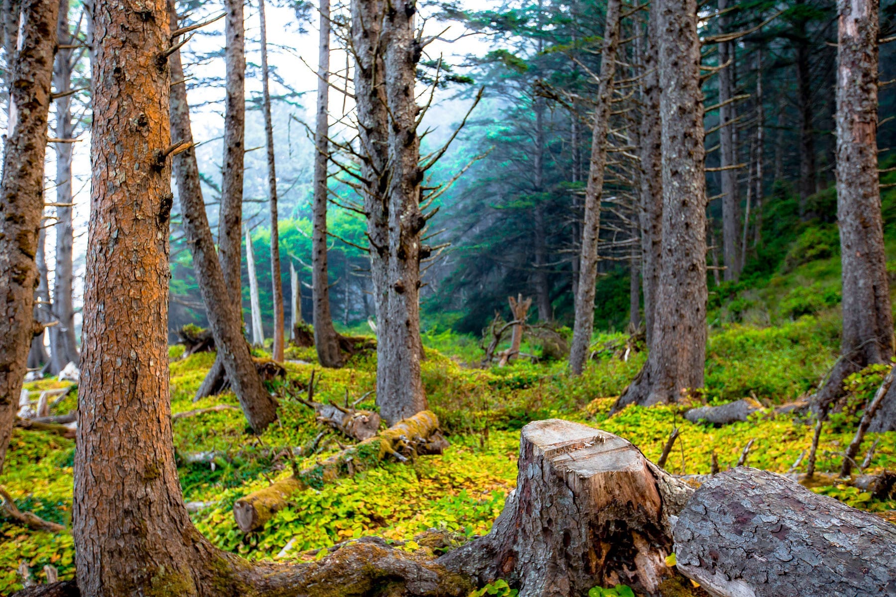 The Public Lands Logging Economy Doesn’t Add Up