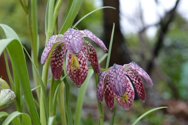 Fritillaria affinis (Chocolate Lily)