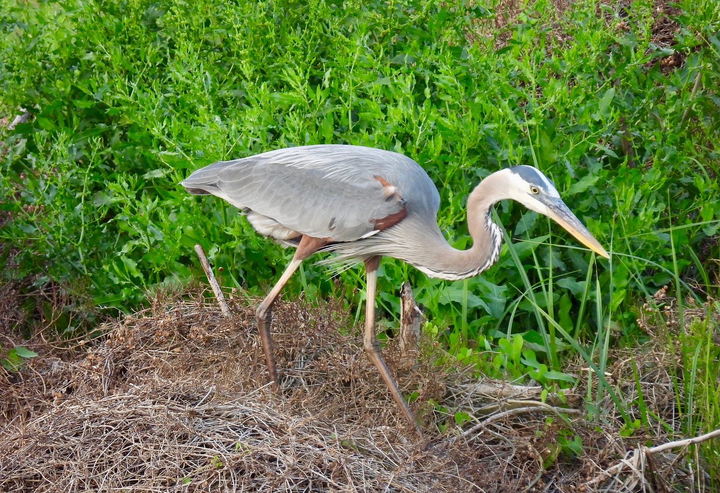 A large, gray heron stares intently into a pool of water, its formidable yellow, spear-shaped bill angled downward. The bird’s long, flesh-colored legs disappear in the dry, brown reeds at the water’s edge. Burgundy feathers color its upper legs while white and black stripes pattern its head.