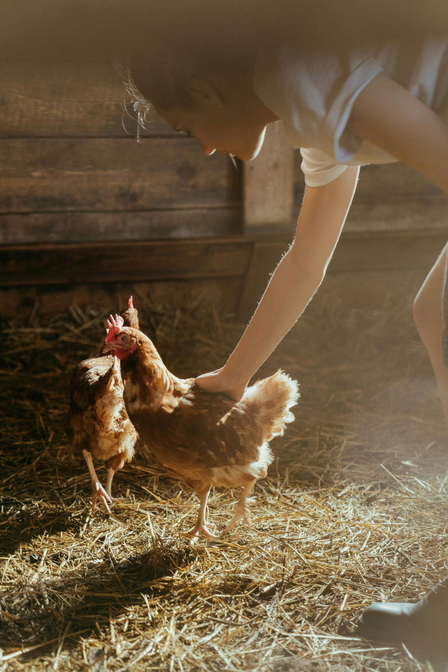 Young woman pats a chicken in a barn. Photo by Cottonbro Studio