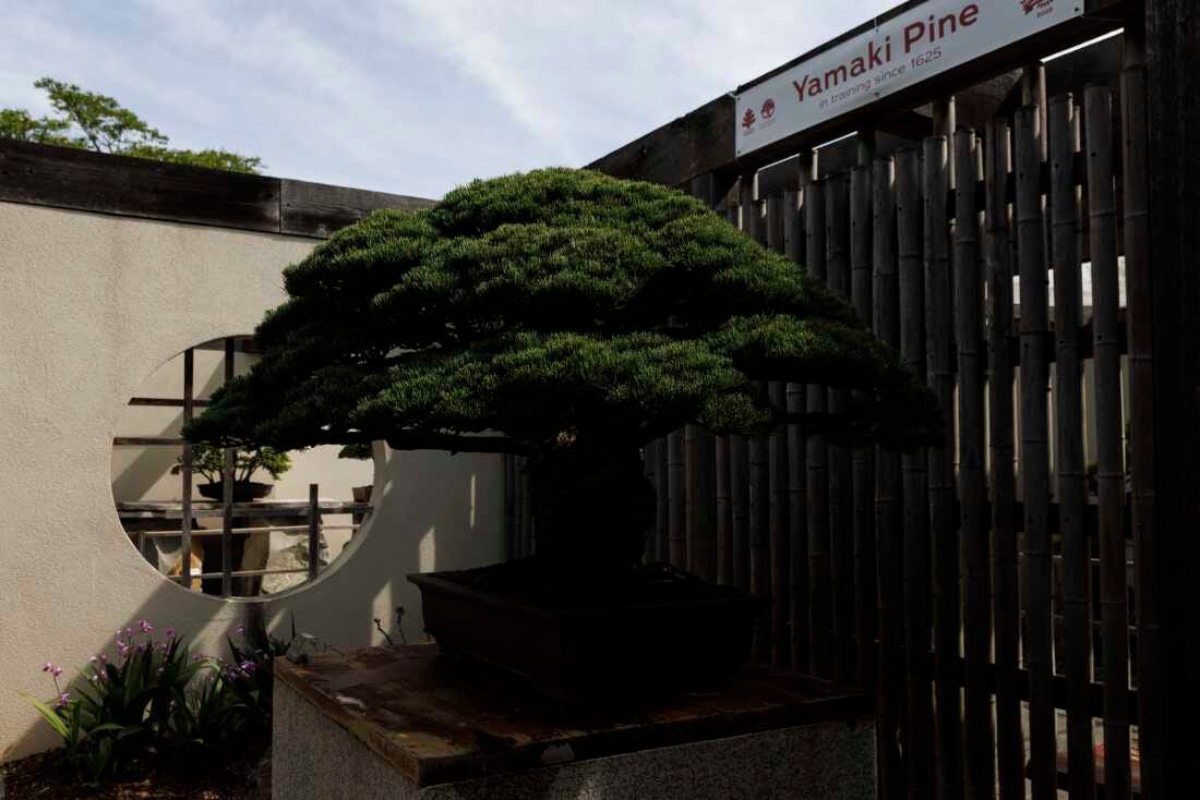 The Yamaki Pine, which survived the 1945 atomic bombing of Hiroshima, is 400 years old. Nicknamed the "Peace Tree," the bonsai is on display at the U.S. National Arboretum. The Yamaki Pine, which survived the 1945 atomic bombing of Hiroshima, is 400 years old. Nicknamed the "Peace Tree," the bonsai is on display at the U.S. National Arboretum.