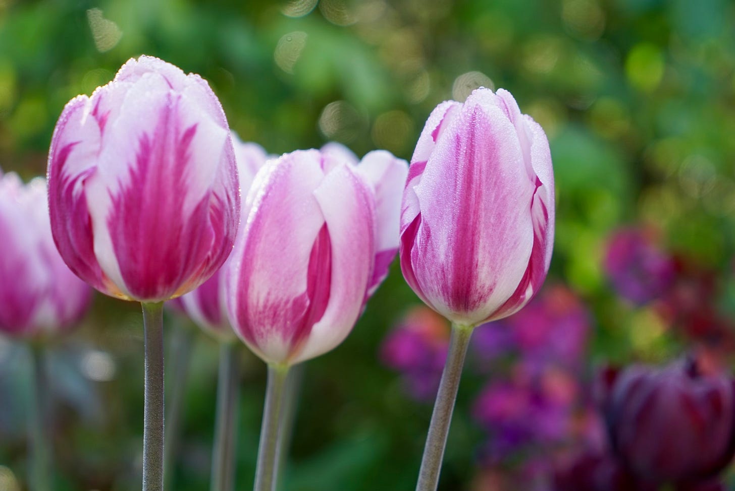 striped tulips
