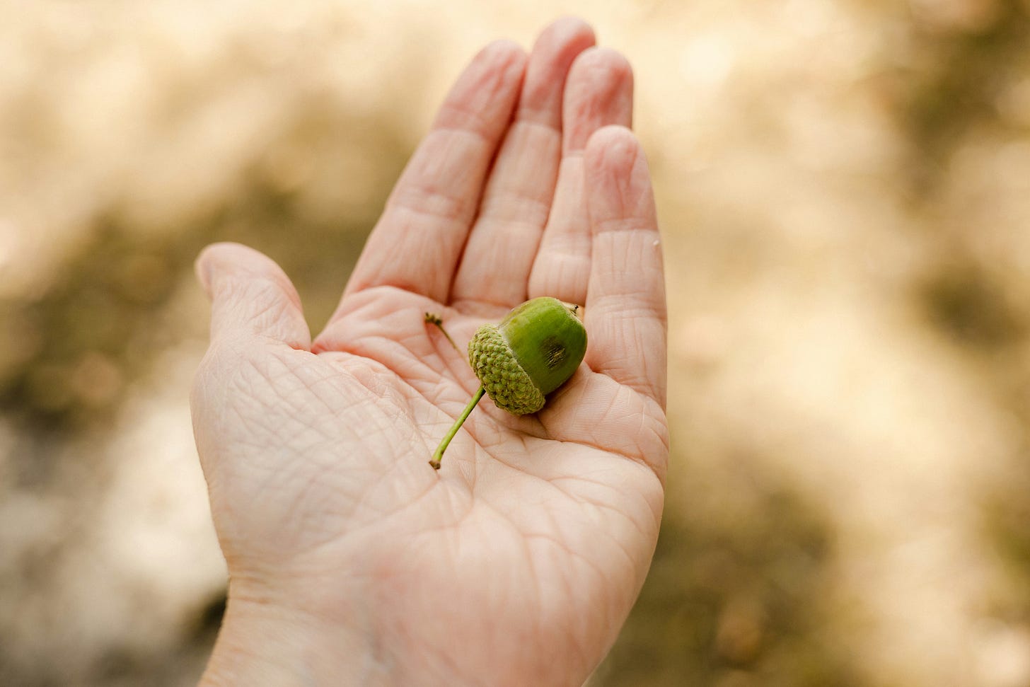 An open hand holding a small green acorn, with a softly blurred, warm-toned background.