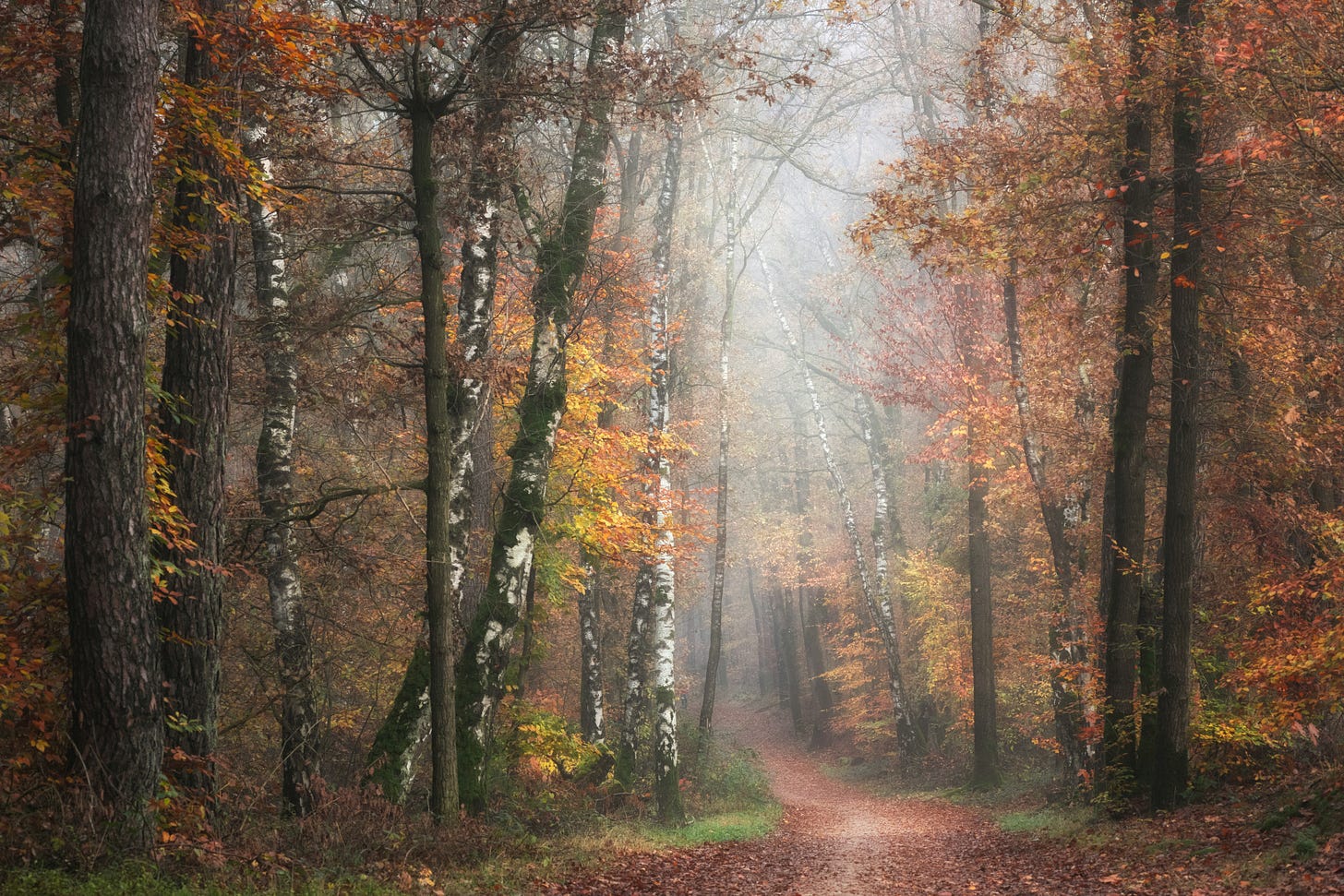 path in misty woods The Netherlands