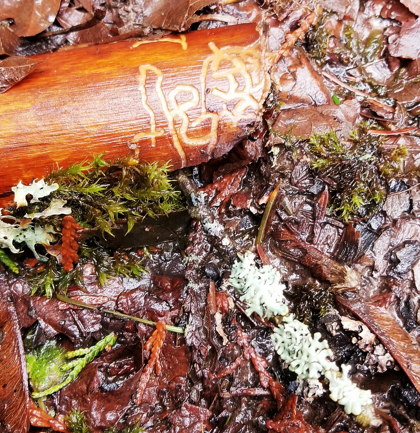 a small, broken off branch is on the damp forest floor, surrounded by brown leaves, moss, and lichen. insect trails on the branch suggest writing. a small, broken off branch is on the damp forest floor, surrounded by brown leaves, moss, and lichen. insect trails on the branch suggest writing.