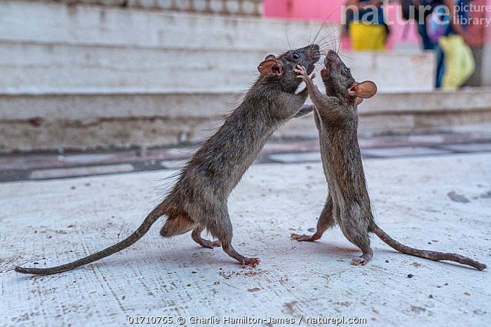 Stock photo of Two Black rats (Rattus rattus) standing on hind legs, fighting, Karni Mata…. Available for licencing on www.naturepl.com